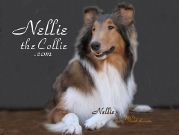 Nellieforsidebar