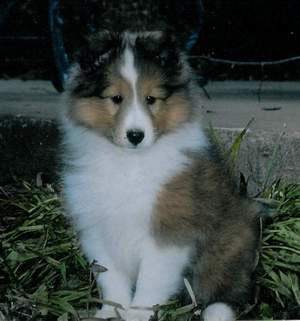 Sheltie Puppies on Chekia Shetland Sheepdog Puppies