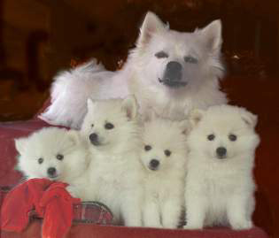 american eskimo dog origin