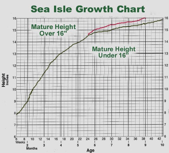 Sheltie Growth Chart