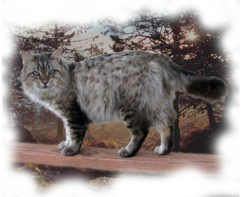 long haired bengal kittens